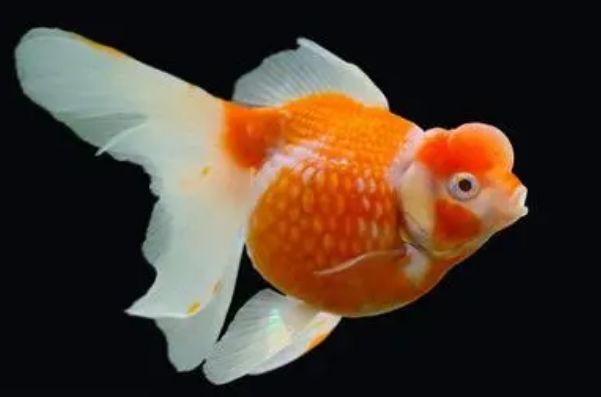 Ҫһֱô һҪ