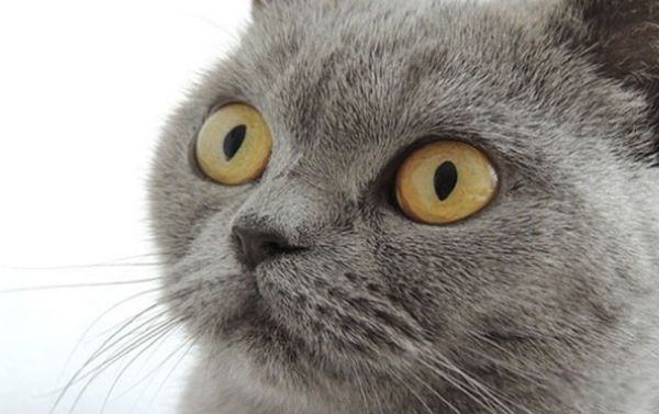 ʲô˼ Ϲ̵ʵ