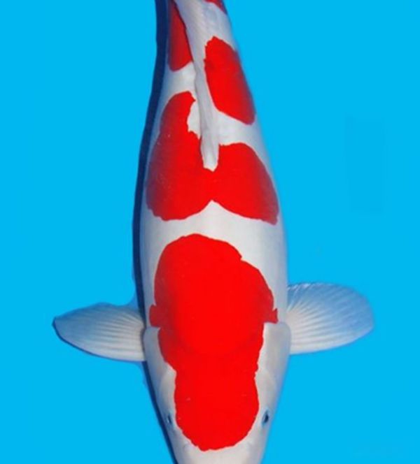 Ȧתʲô˼ ת,˾ߺ