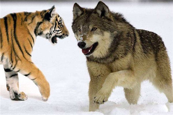ж 