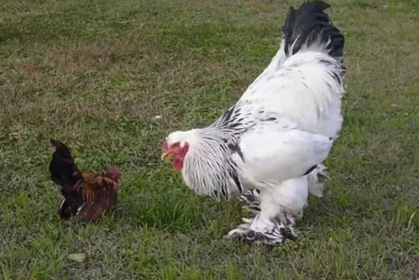 �����ż��������� �����ż��ļ���ص�����Щ