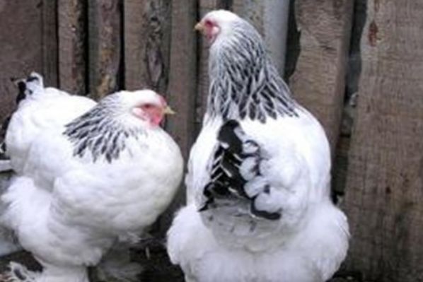 �����ż��������� �����ż��ļ���ص�����Щ