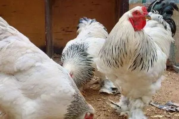 �����ż��������� �����ż��ļ���ص�����Щ