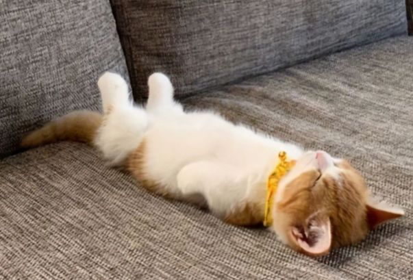 躺平是一种怎样的人生态度 躺平是谁带火的啥意思