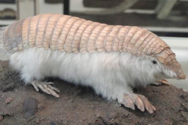 ôʲô ʲô
