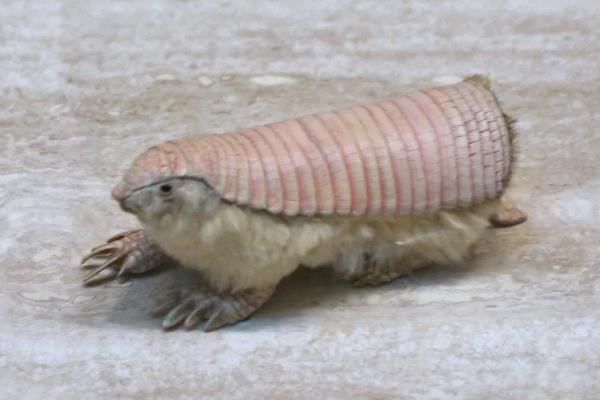 ôʲô ʲô