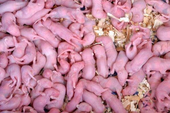 ��֨��������(Ϊʲô����֨��) ��֨���������ʲô��