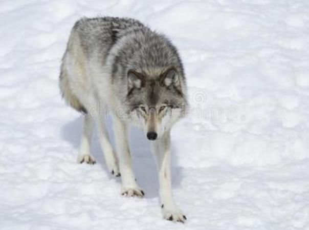 ж 