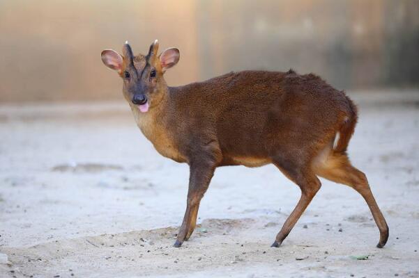 Ұ������������ʲô���ﰡ ����һֻ�����ж������Ǽ�����������