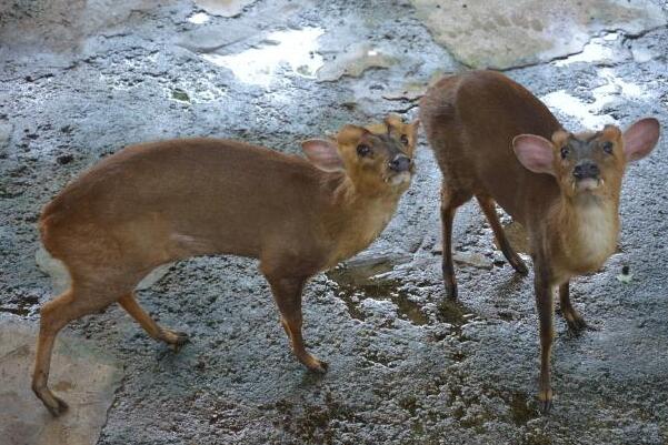 Ұ������������ʲô���ﰡ ����һֻ�����ж������Ǽ�����������