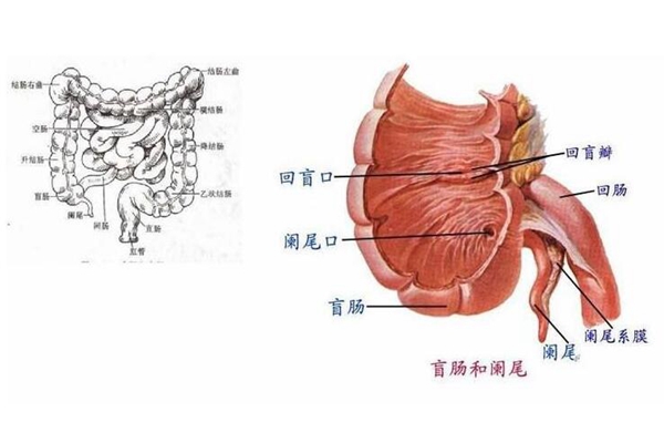 ä������β���������ĸ�λ�� ä���׺���β�׵�����