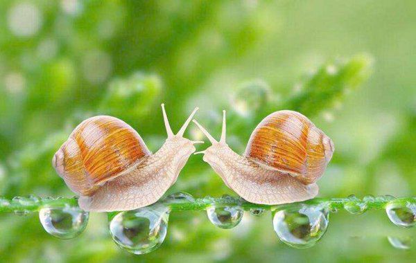 Ķɶ ţжٿͼƬ