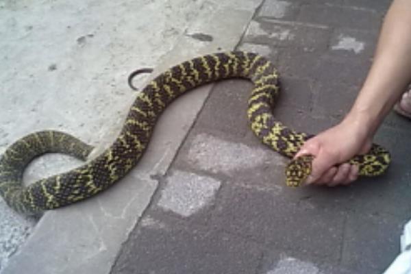 ûж ҧж