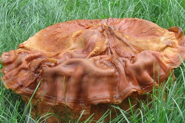 ڳ̫ô ũڳ̫ҪϽ