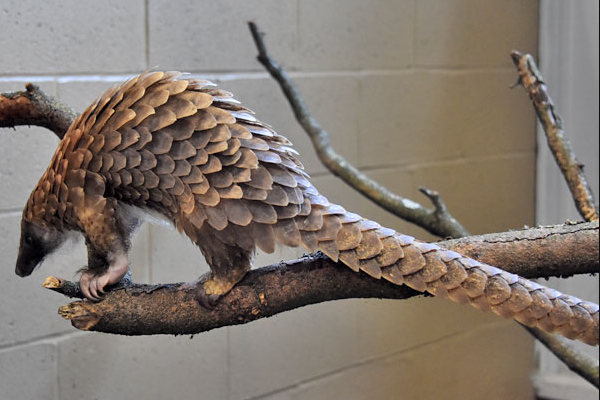 ����ɽ�����ڼ����������� ����ɽ��ͼƬ����