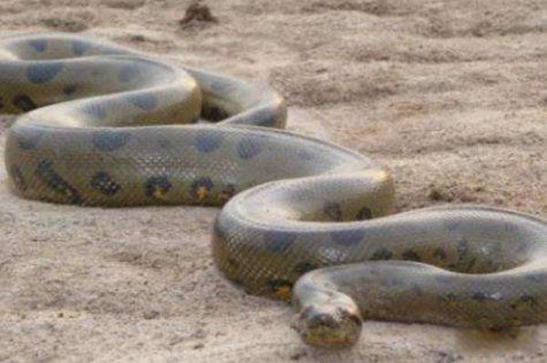 红海巨蛇图片是真的吗 红海巨蛇事件到底有多长