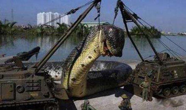 红海巨蛇图片是真的吗 红海巨蛇事件到底有多长