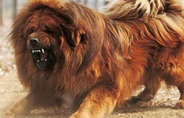 獒的品种有哪些 细分的话有多种獒犬