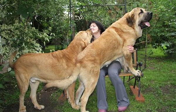 獒的品种有哪些 细分的话有多种獒犬