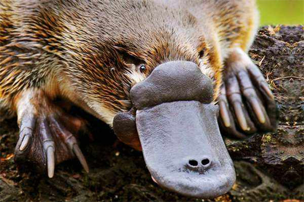 Ѽ����������� ����ʲô���ﲸ�鶯����