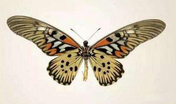 ĺʲô ĺʲô