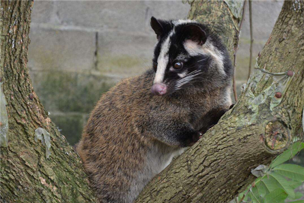 Щвϸ ҰЯĲ