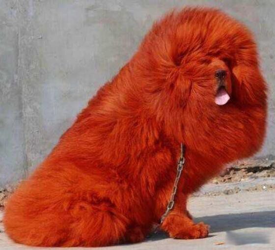 ����������ǮһֻͼƬ ������ֵǮ�ĺ�ɫ����