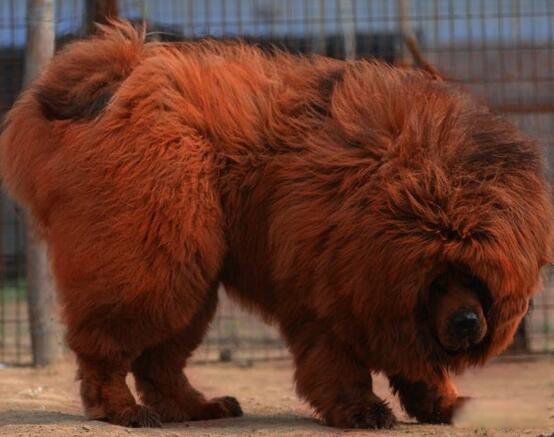 ����������ǮһֻͼƬ ������ֵǮ�ĺ�ɫ����