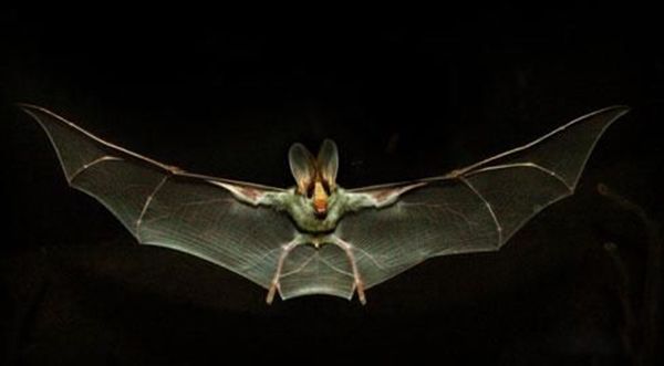 ����ɵ�������ʲôԤ�� �����ǲ���������