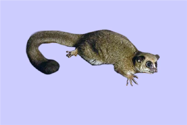 ʲôӵ 