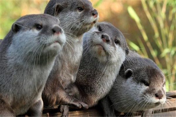 恐怖水猴子是什么动物 水鬼和水猴子是不是一个动物