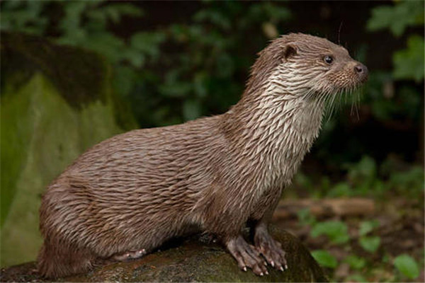 恐怖水猴子是什么动物 水鬼和水猴子是不是一个动物