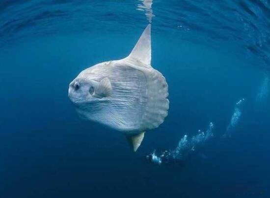 ĸ ̫ĺ