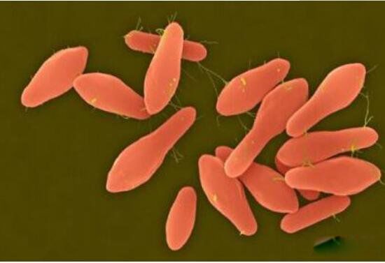 ��Ԫ�صĶ����ж�ֲ� ʮ��綾��ѧ����һ����