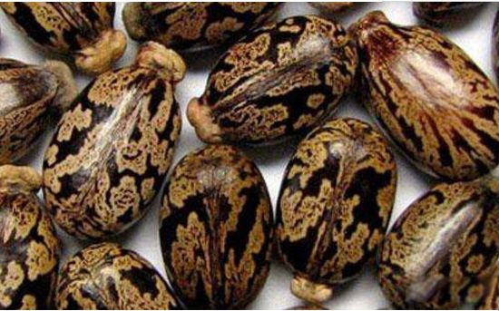 ��Ԫ�صĶ����ж�ֲ� ʮ��綾��ѧ����һ����