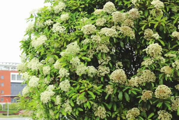 Ů����ʯ骻��л����� ʯ骻���ζ��Ů������Ϊʲô�Ầ��