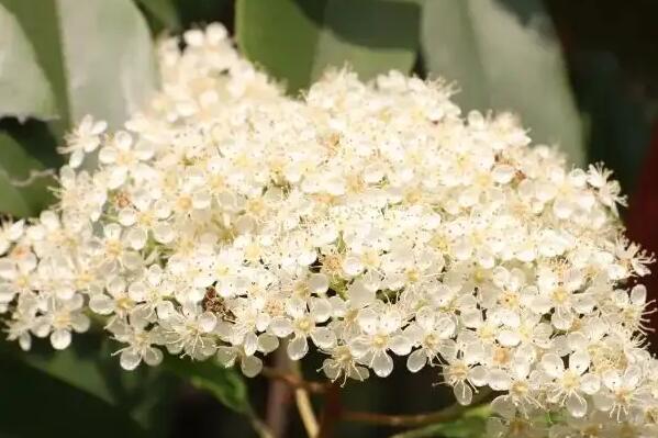 Ů����ʯ骻��л����� ʯ骻���ζ��Ů������Ϊʲô�Ầ��