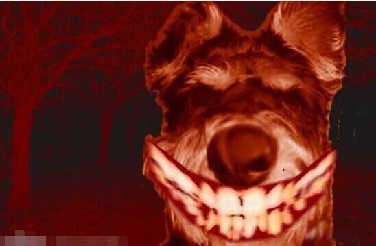 smile dog΢Цʲô˼ ΢Цֲԭͼûp֮ǰ
