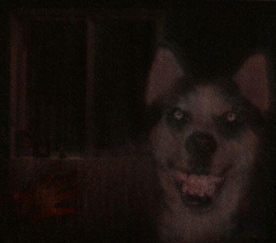 smile dog΢Цʲô˼ ΢Цֲԭͼûp֮ǰ