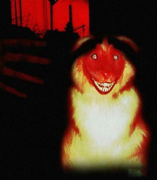 smile dog΢Цʲô˼ ΢Цֲԭͼûp֮ǰ