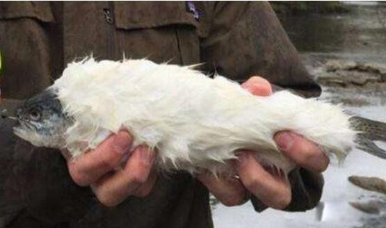 ��ë������ʲô�� ��ë�㳤ʲô����ͼƬ