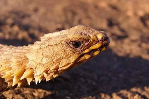 �Ϸ��������Ǳ��������� �Ϸ�������ͼƬ������