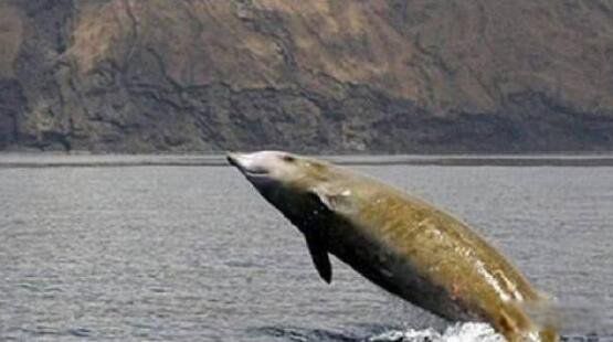 ��ë������ʲô�� ��ë�㳤ʲô����ͼƬ