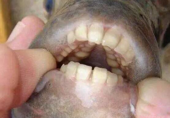 ��ë������ʲô�� ��ë�㳤ʲô����ͼƬ