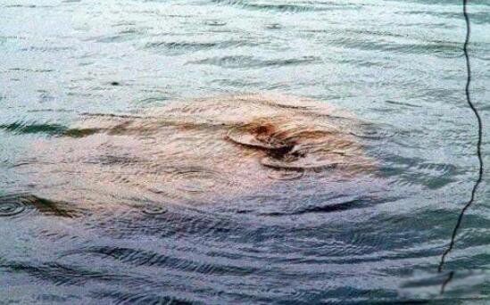 ��ë������ʲô�� ��ë�㳤ʲô����ͼƬ