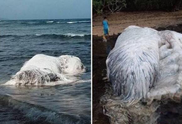 ��ë������ʲô�� ��ë�㳤ʲô����ͼƬ