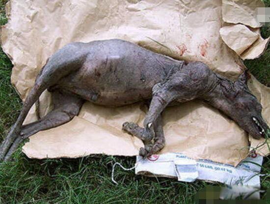 ��ë������ʲô�� ��ë�㳤ʲô����ͼƬ