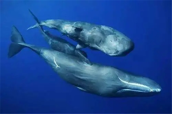 Ĩ㾨vsƵ˭ ûĨ㾨һµı