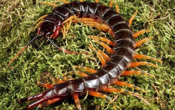 �����������������ǰʮ �����������ͼƬ�ж೤