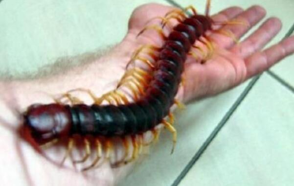 �����������������ǰʮ �����������ͼƬ�ж೤